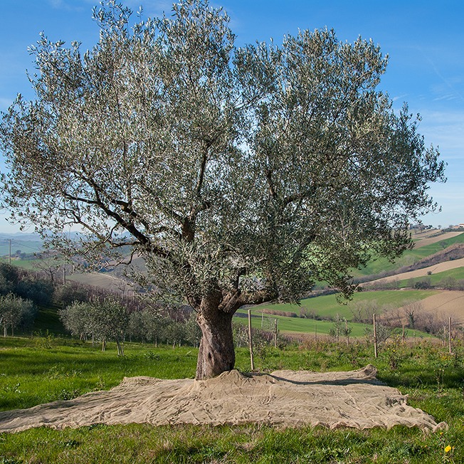 editoriale food pianeta extra vergine