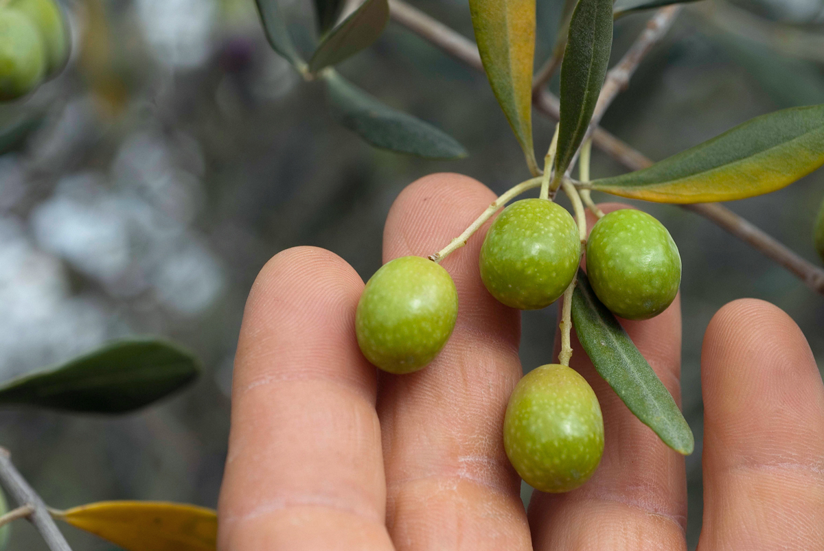 immagini dell'uliveto, fotografia lifestyle della coltivazione delle olive